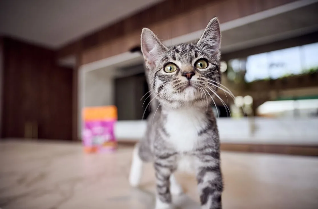 cat