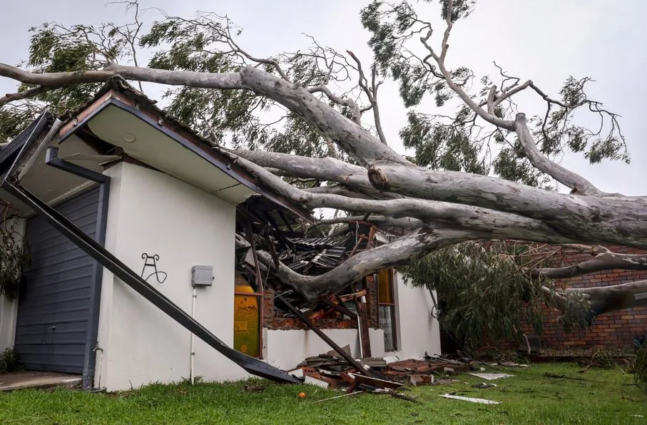 tree crashing into gold coast home