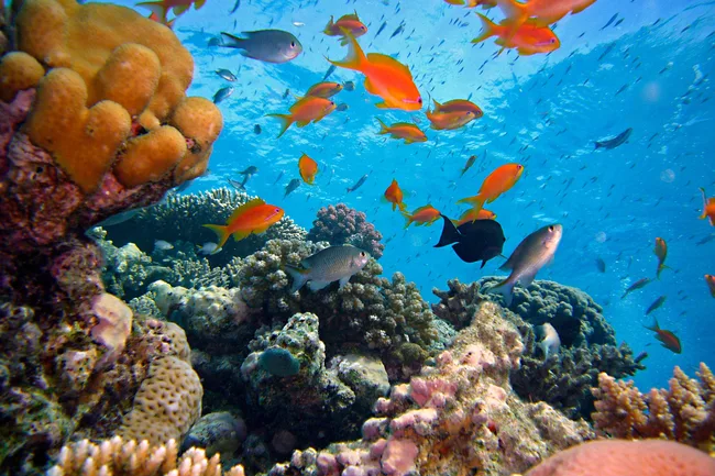 Great Barrier Reef stock image