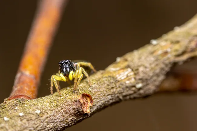 Small spider stock image