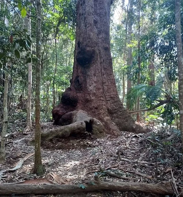 bird tree nsw