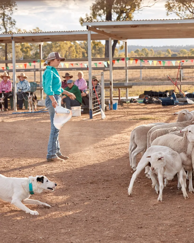 Muster Dogs