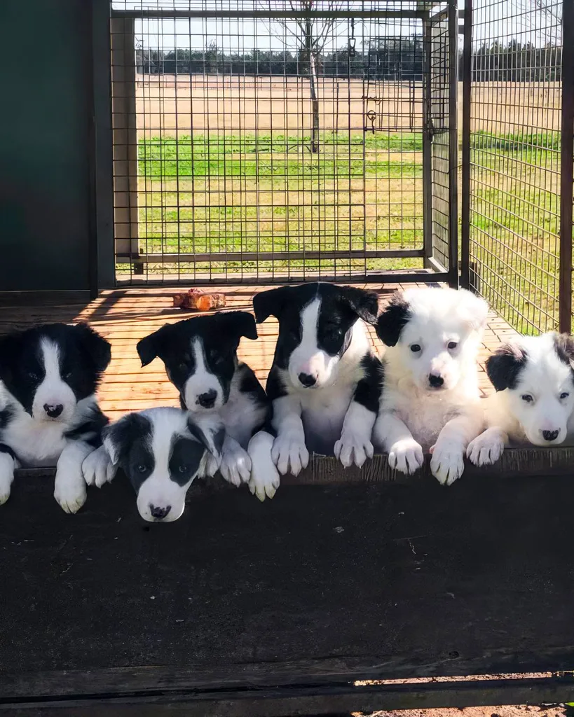 Muster Dogs
