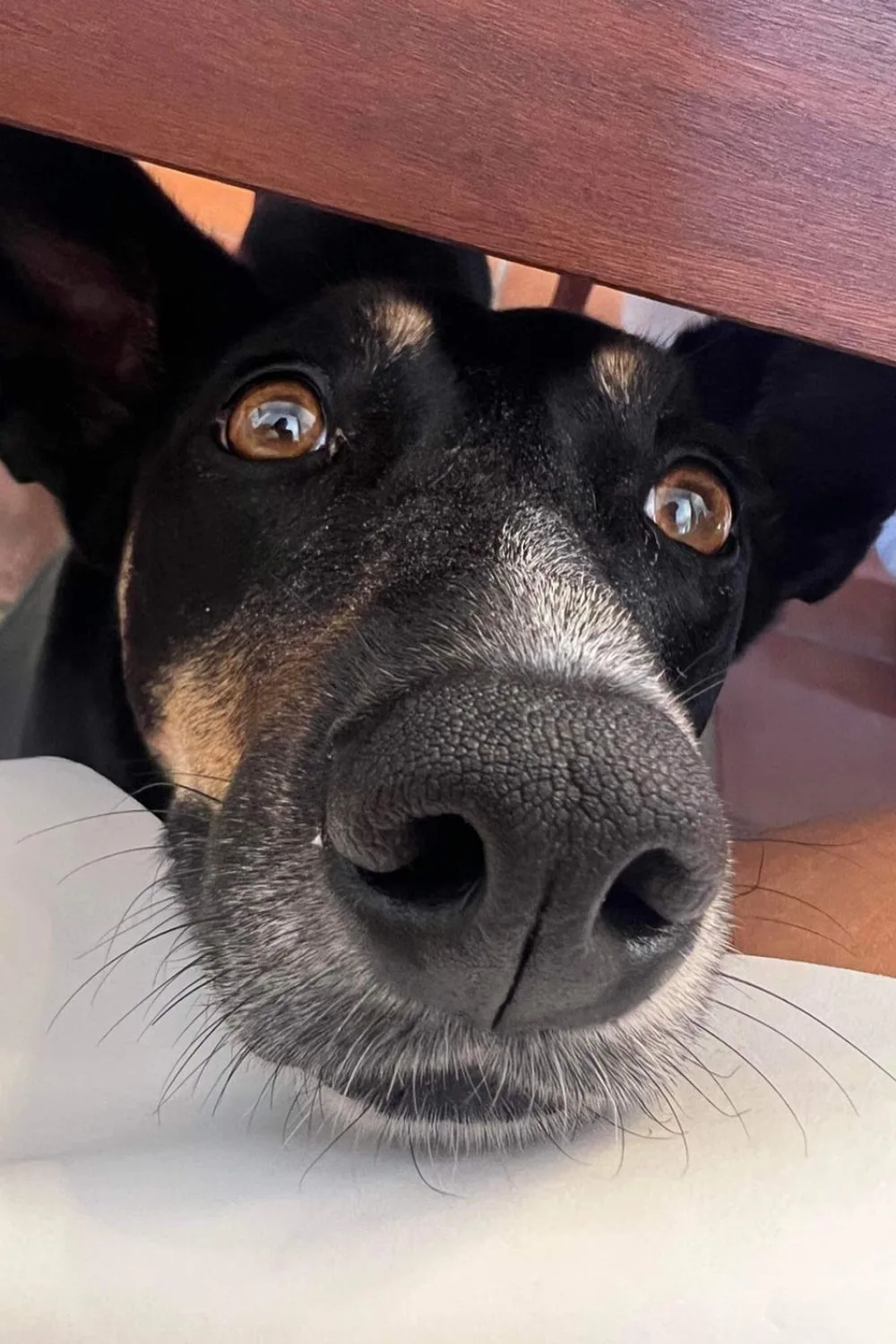 Scott Cam's dog from The Block pushes her nose through a gap