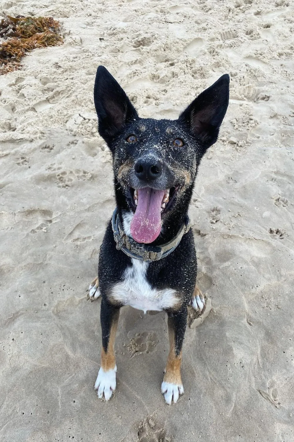 Frankie, Scott Cam's dog from The Block sits on a beach looking happy