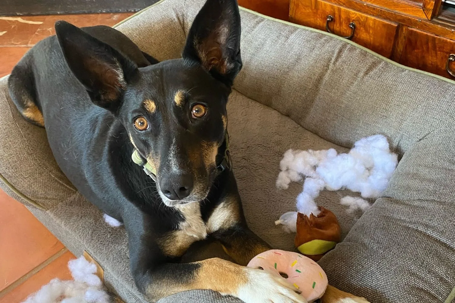 Frankie the dog lying in her dog bed with some toys she's played with