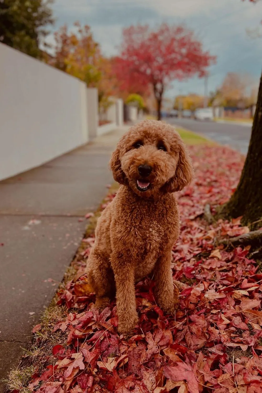 Todd Woodbridge's Goldendoodle dog, Millie