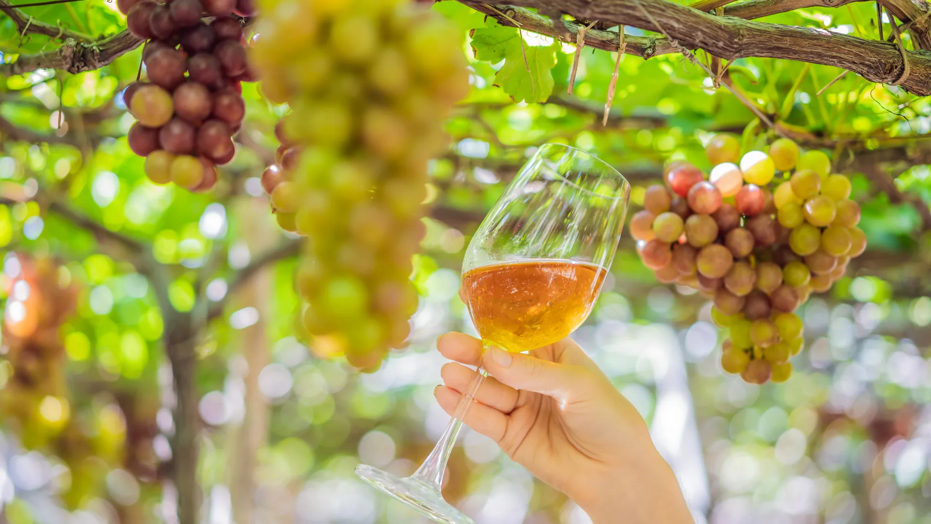 Glass of wine held underneath grape vines