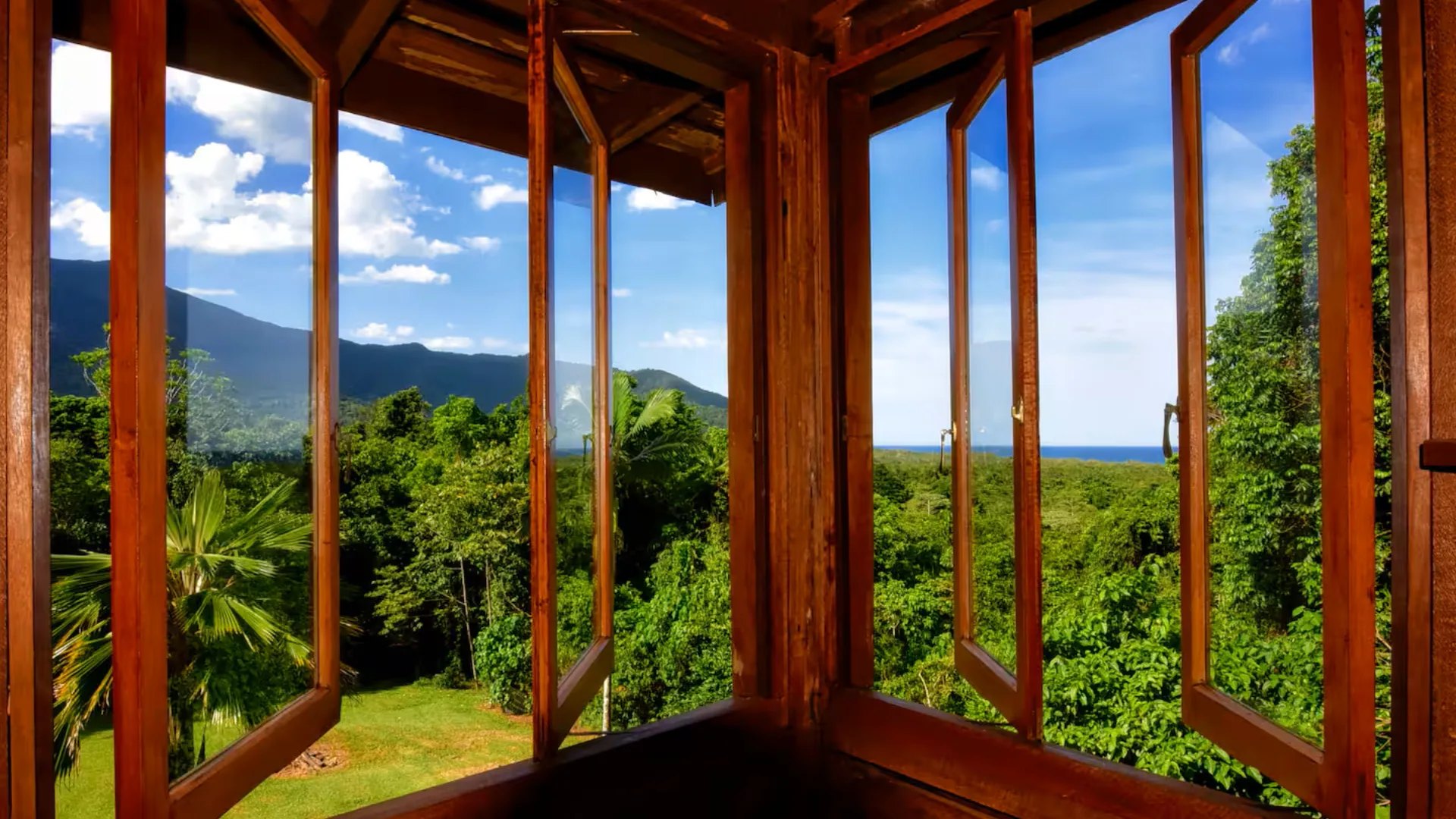 view of Daintree rainforest