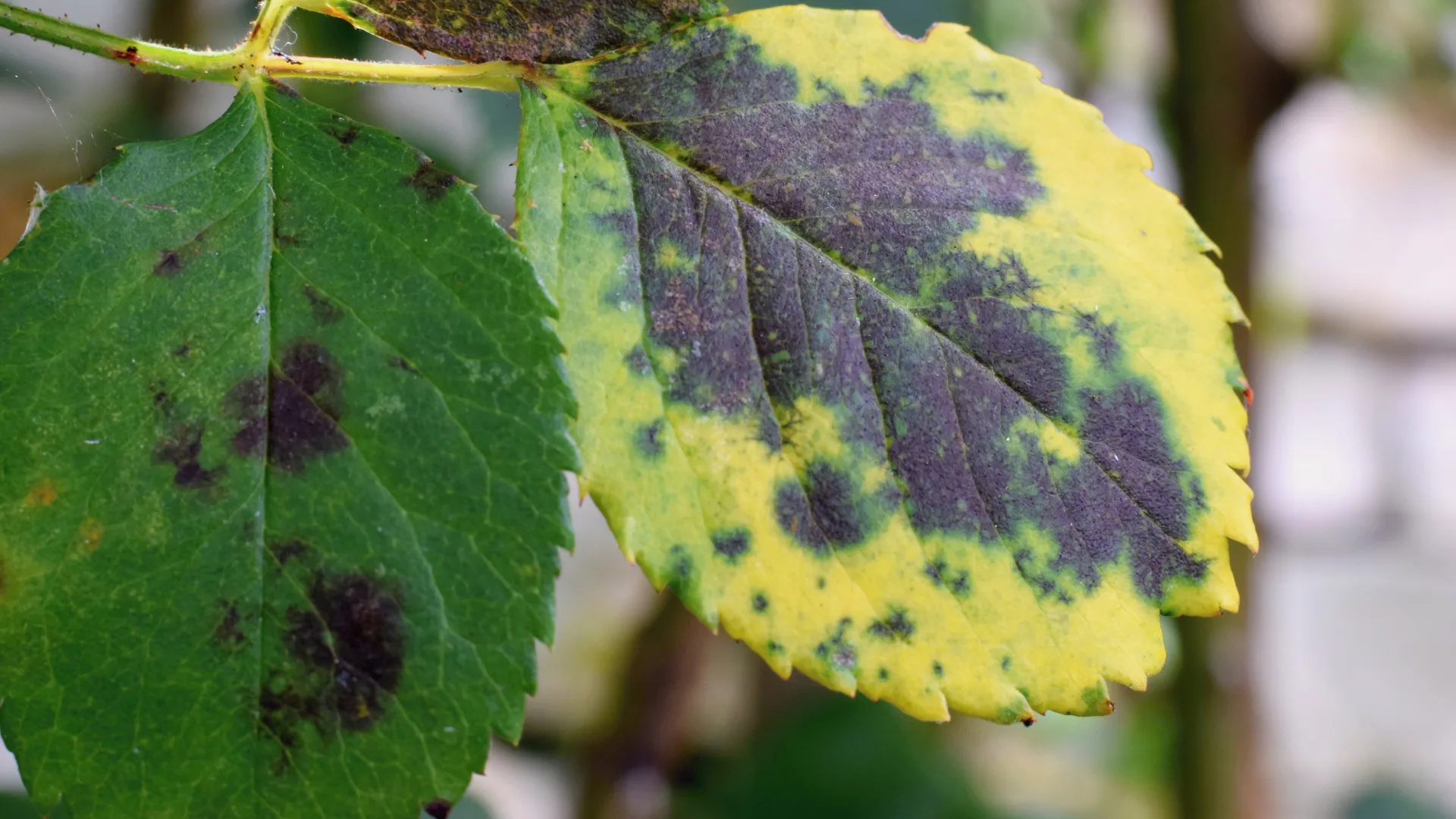 Brown spotting on leaves