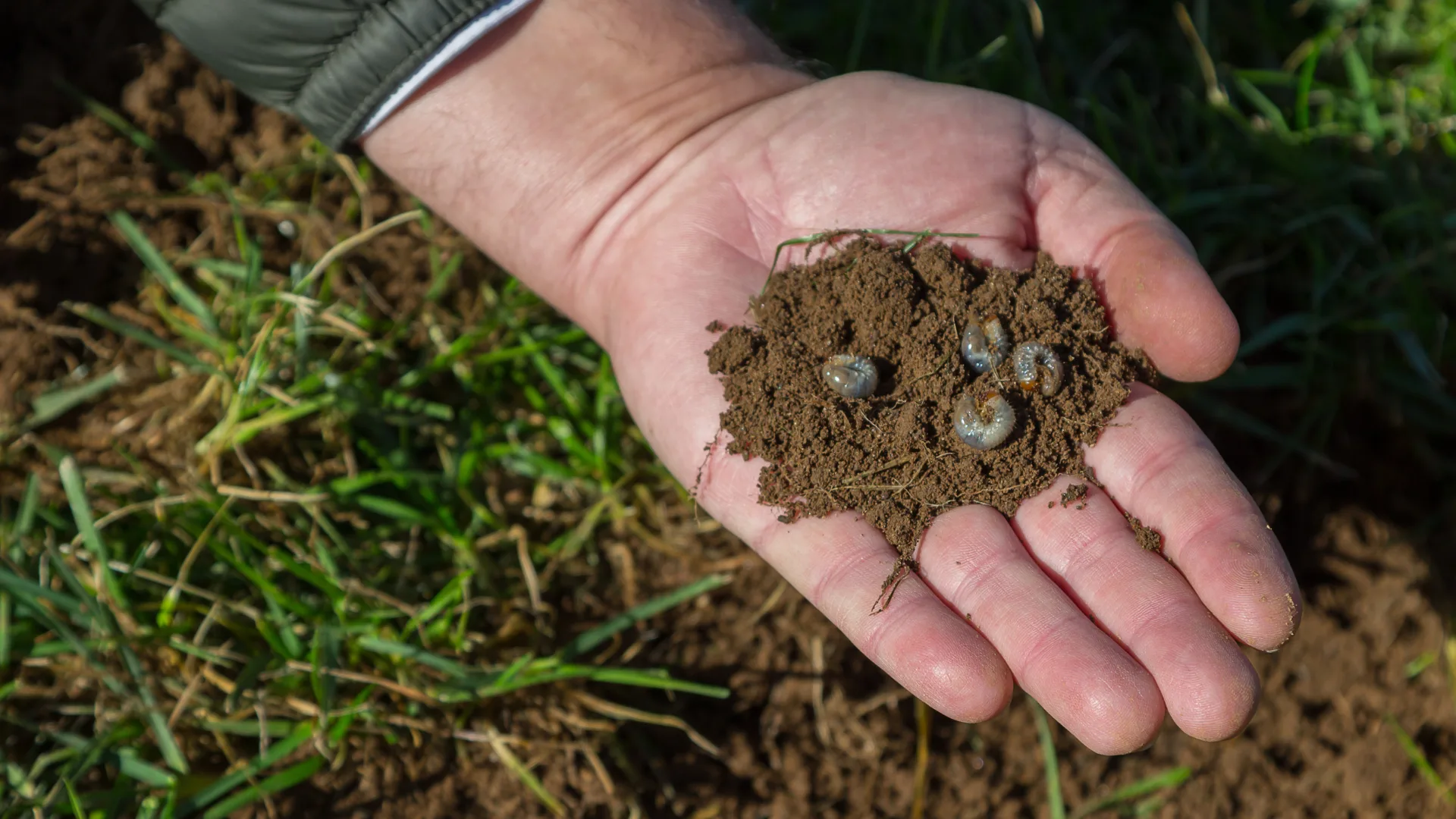 lawn grubs
