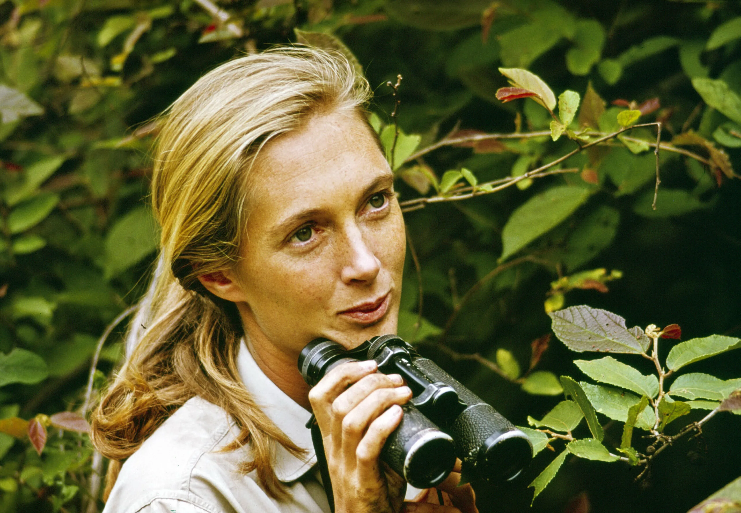 jane goodall