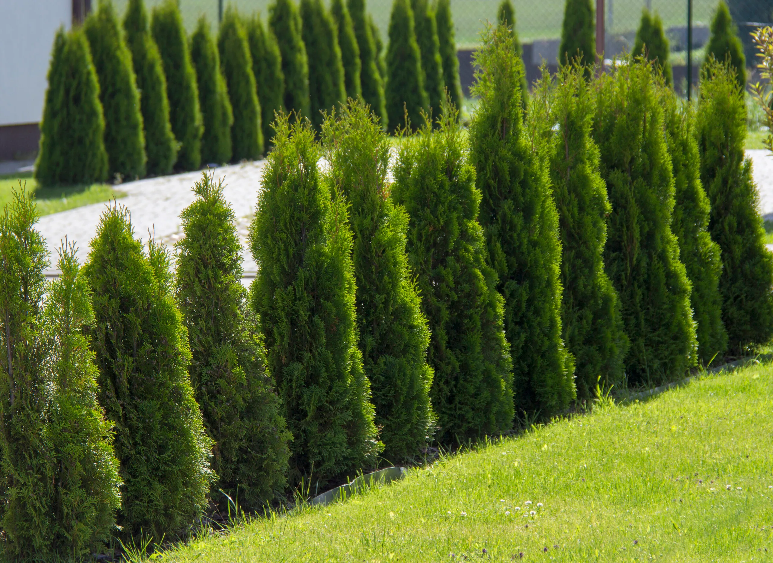 Trees lined along a garden.