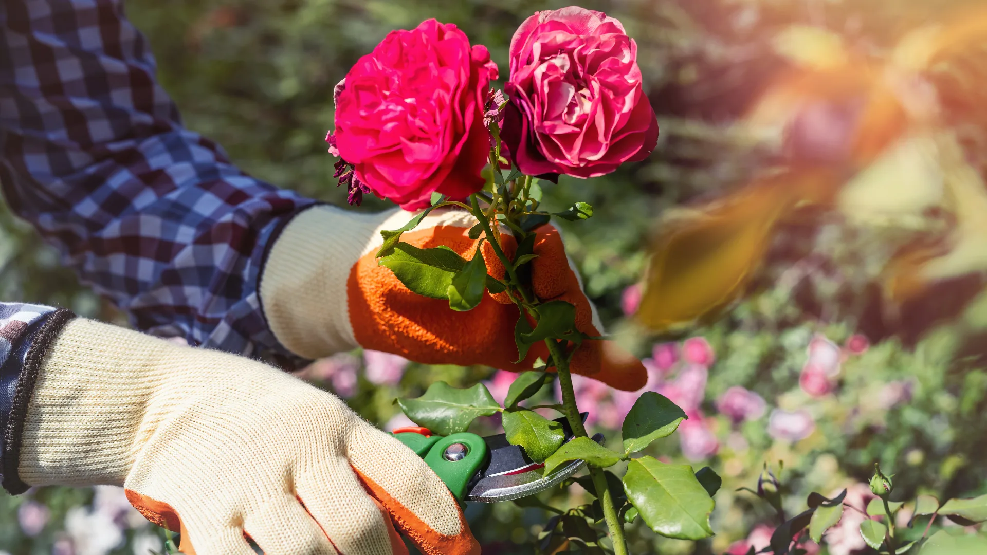 Woman pruning roses