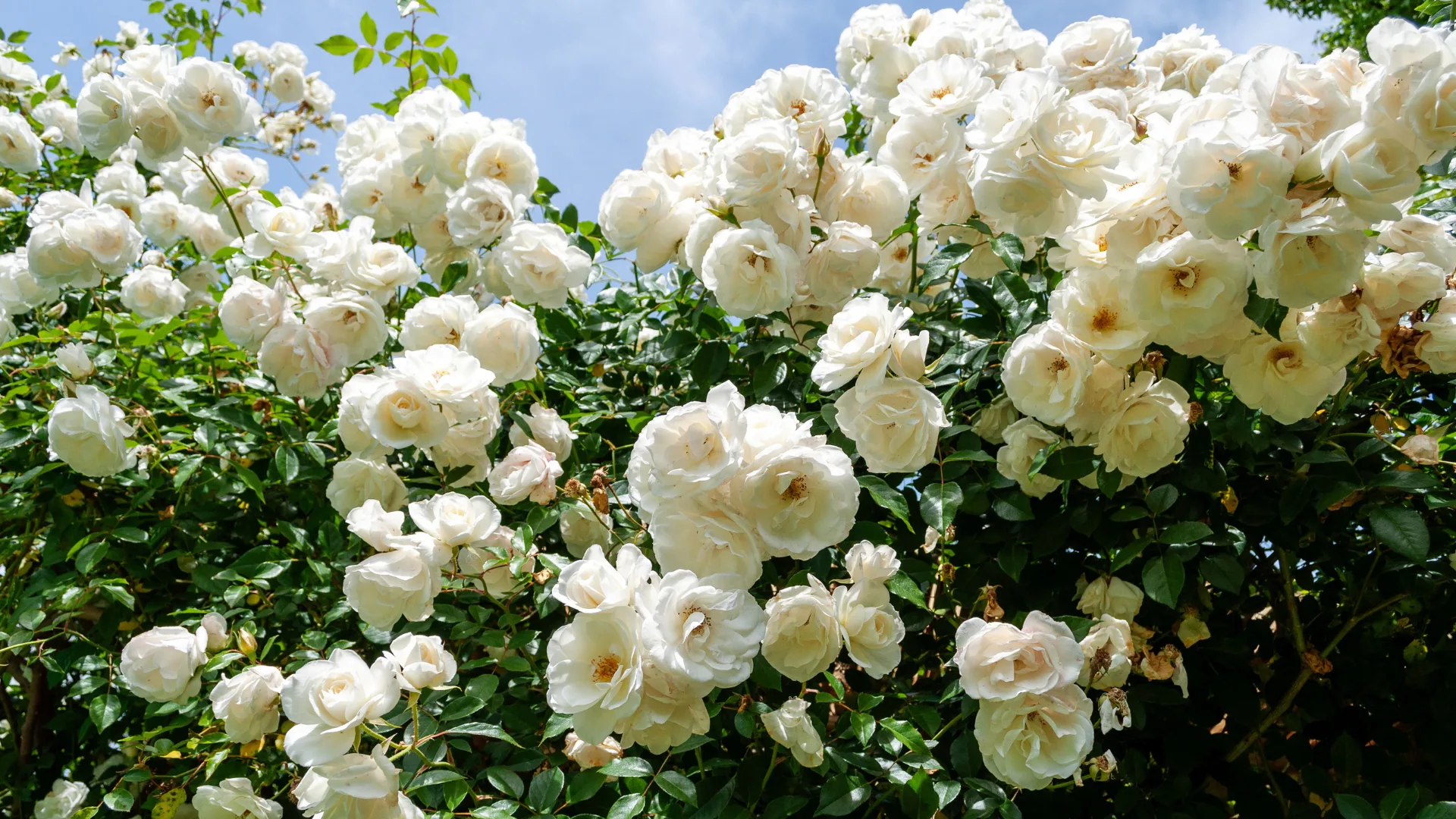 White roses blossomed