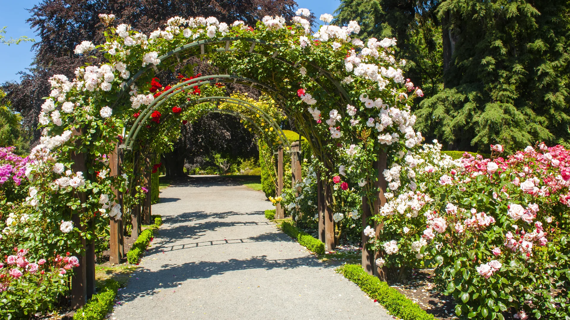Garden arch with roses