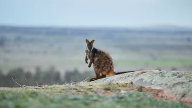 Brush-Tailed Rock Wallaby