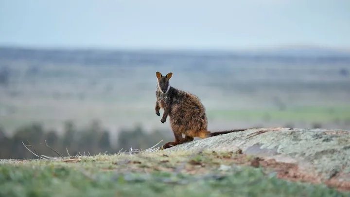 Brush-Tailed Rock Wallaby