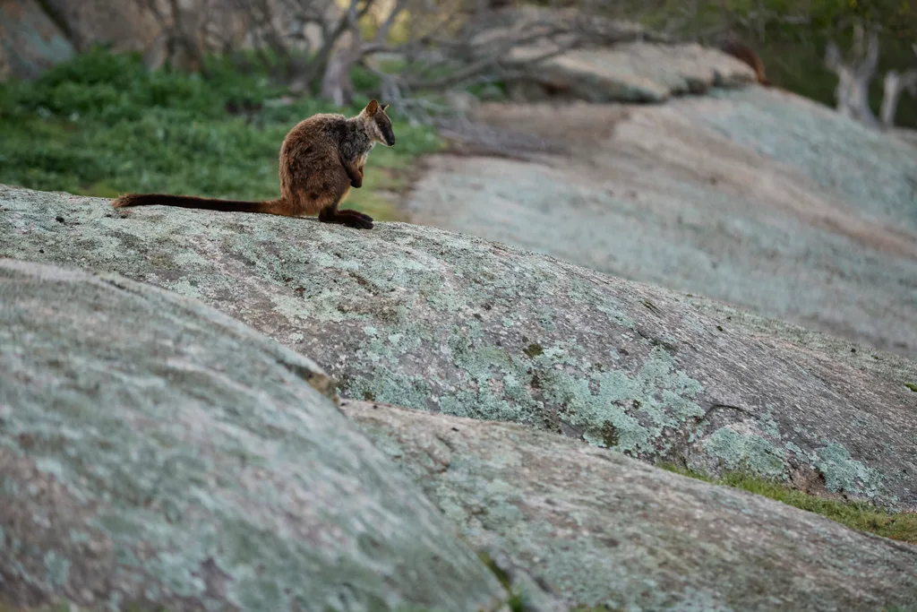 Brush-Tailed Wallabies at Mt Rothwell Odonata Foundation sanctuary