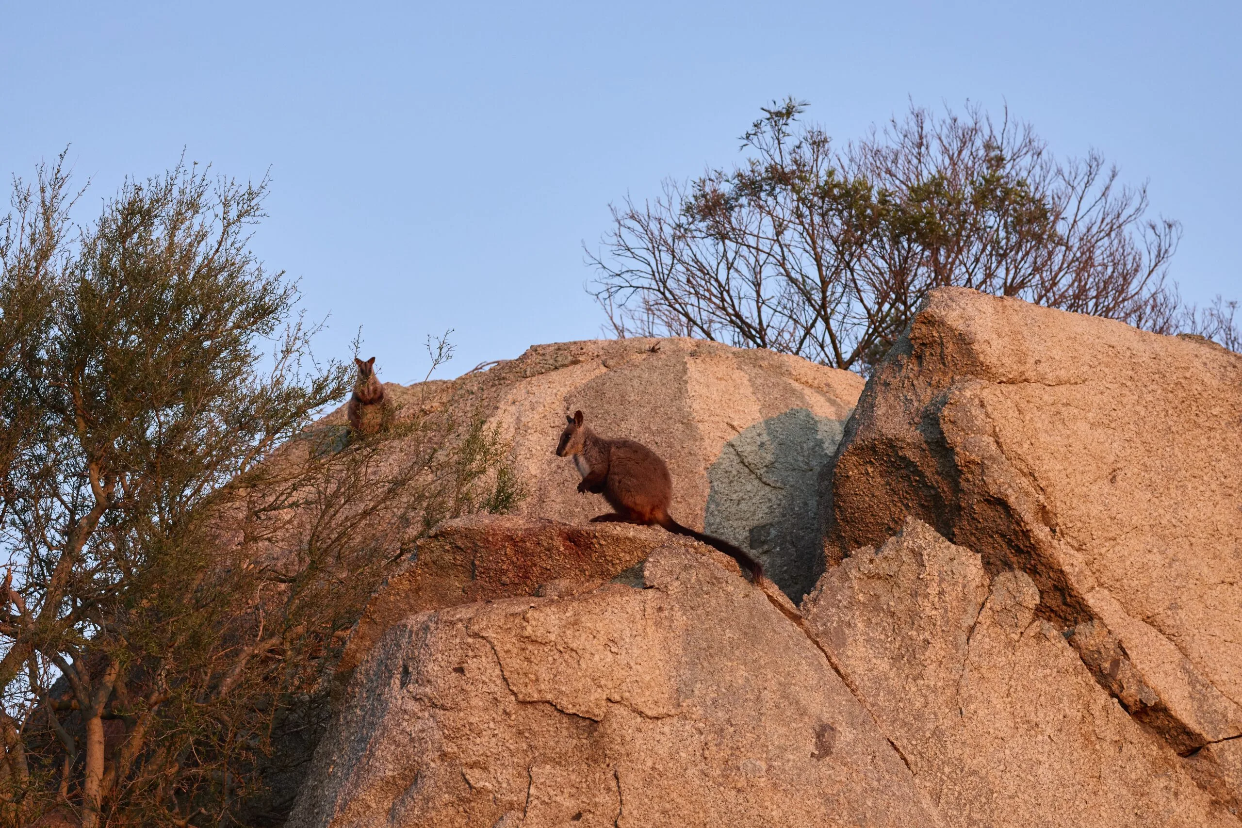 Wallabies at Mt Rothwell Sanctuary