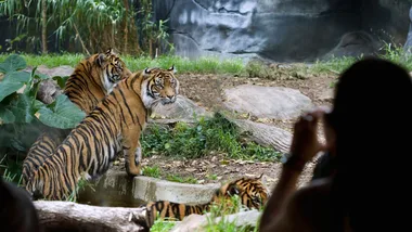 We got up close with Taronga Zoo’s Sumatran tigers… here’s how you can too!