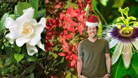 EXCLUSIVE: Charlie Albone&rsquo;s guide to planting the best plants for Christmas