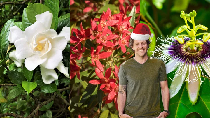 EXCLUSIVE: Charlie Albone’s guide to planting the best plants for Christmas
