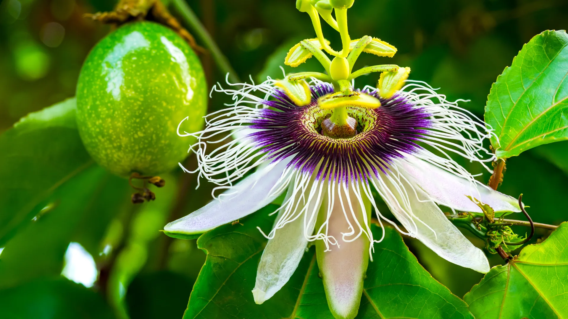 Passionfruit flower