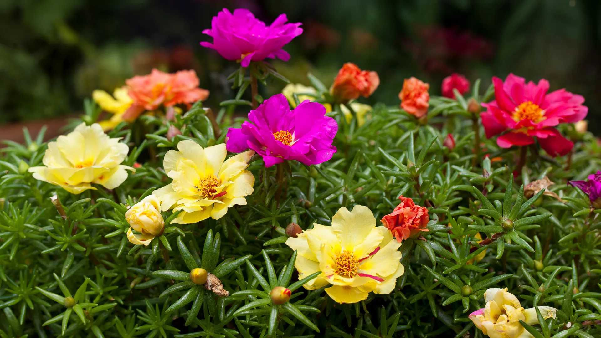 Portulaca flower