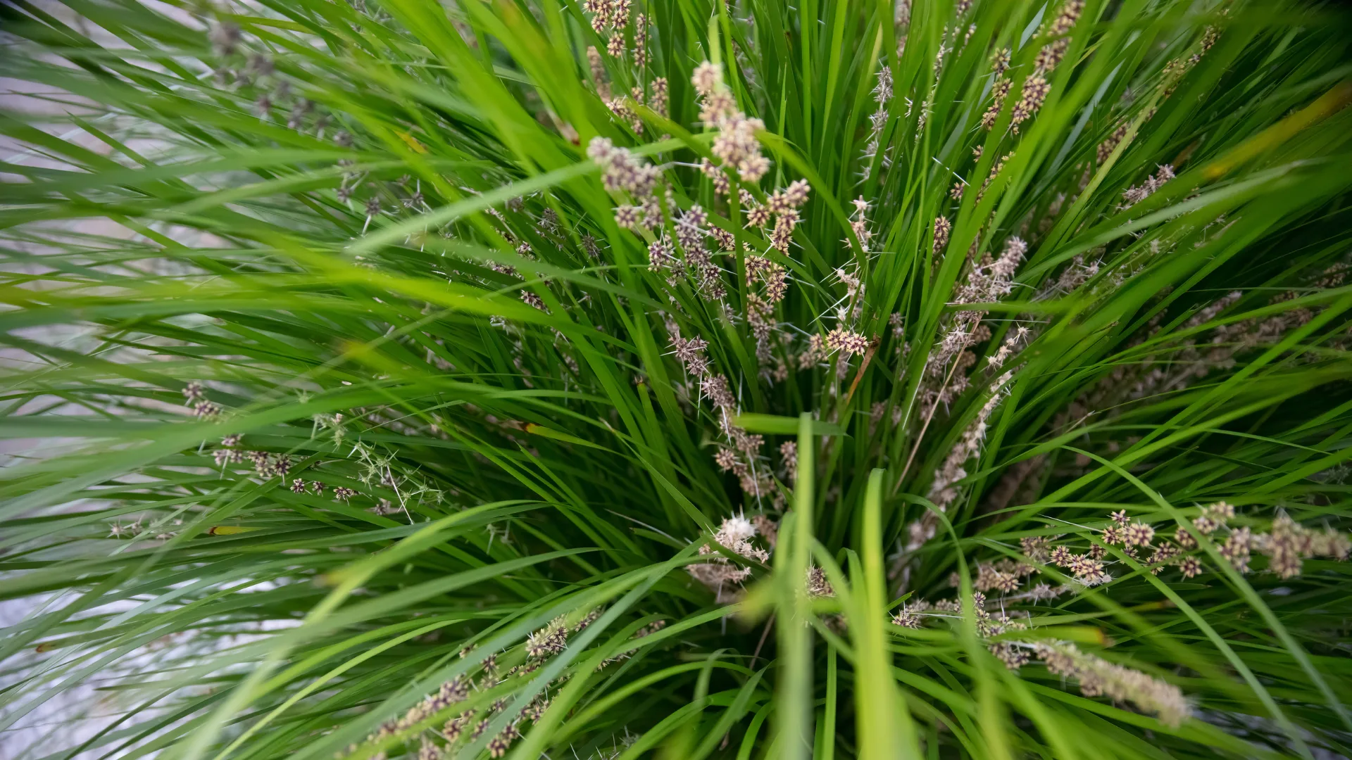 ornamental grass