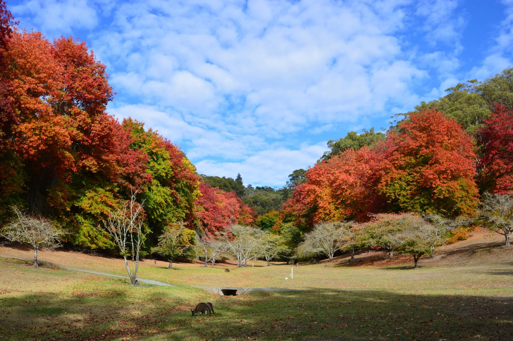 Mount Lofty Botanic Garden