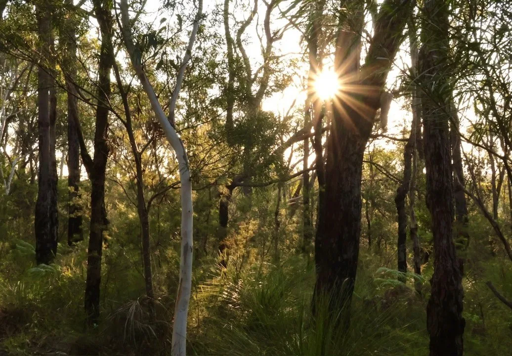 Ku-ring-gai Wildflower Garden
