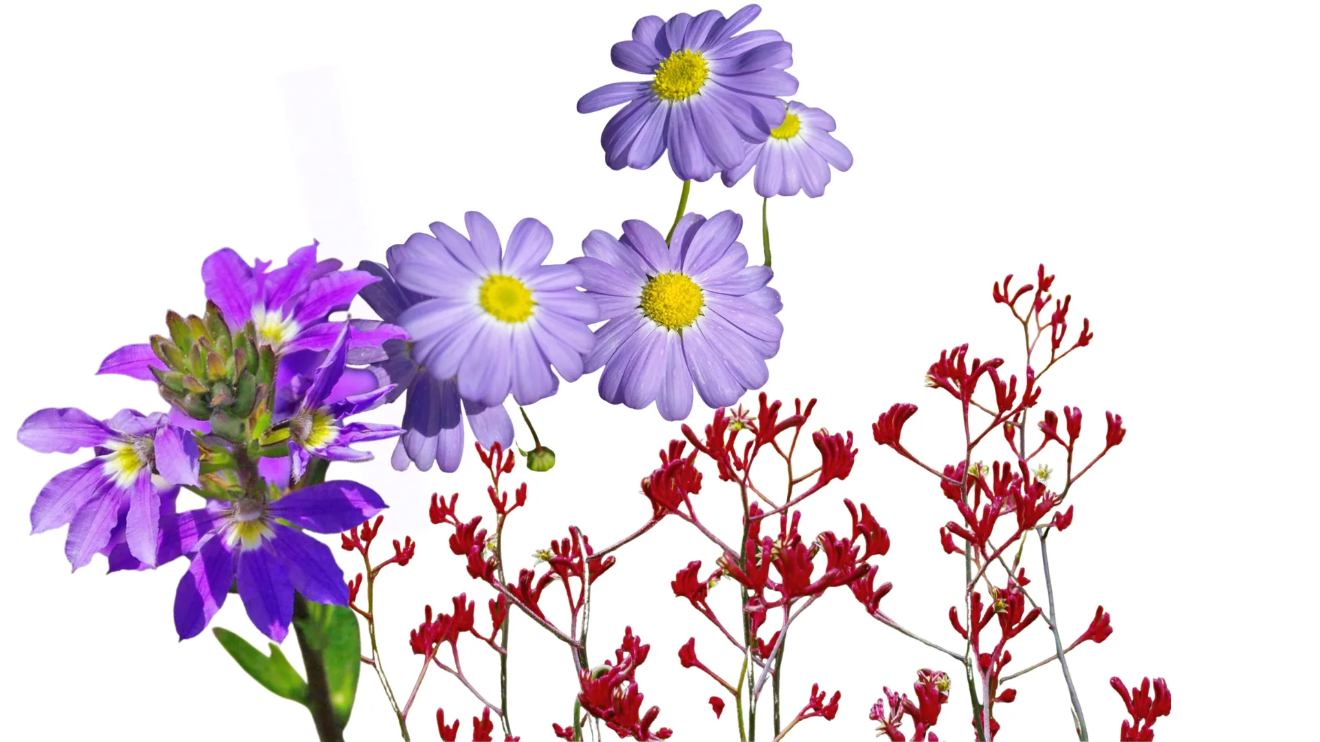 Kangaroo Paw, Scaevola & Swan River Daisy