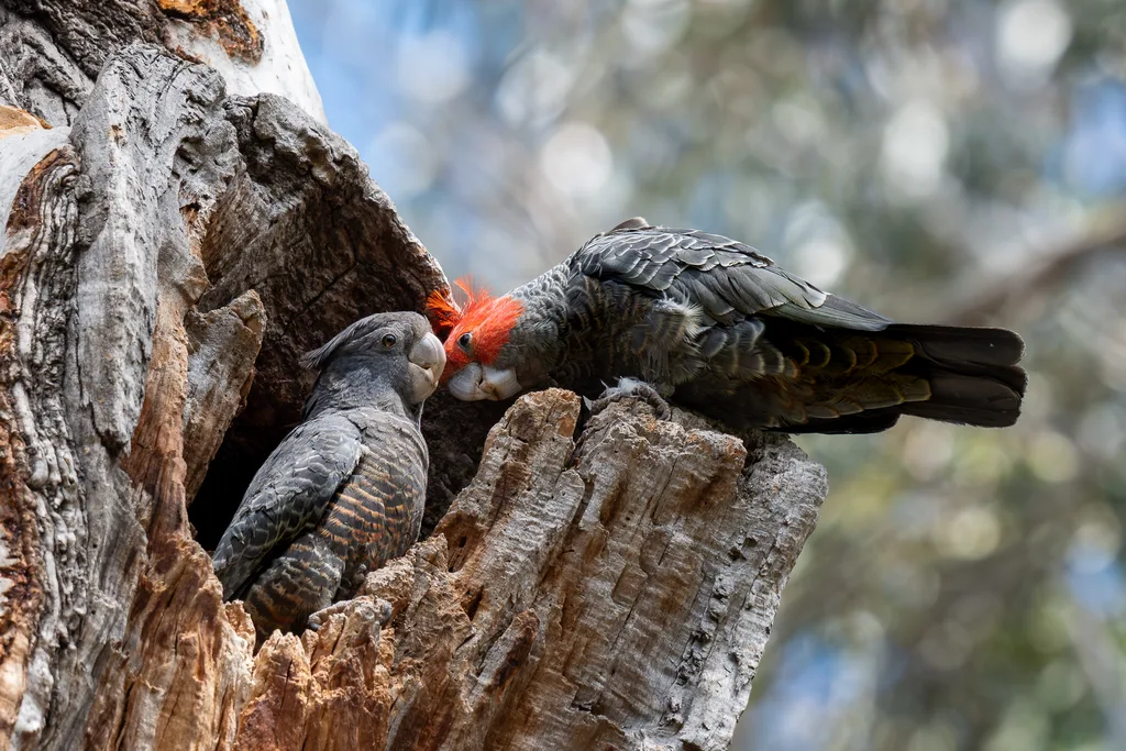 Gang-gang Cockatoos at Australian National Botanic Gardens