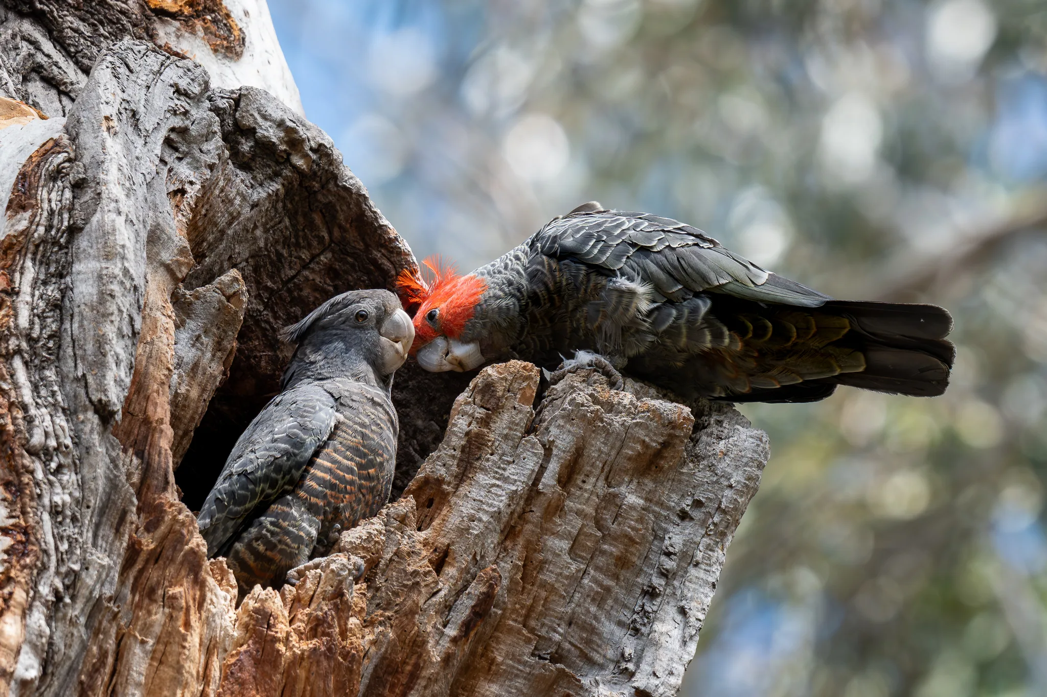 Gang-gang Cockatoos at Australian National Botanic Gardens 