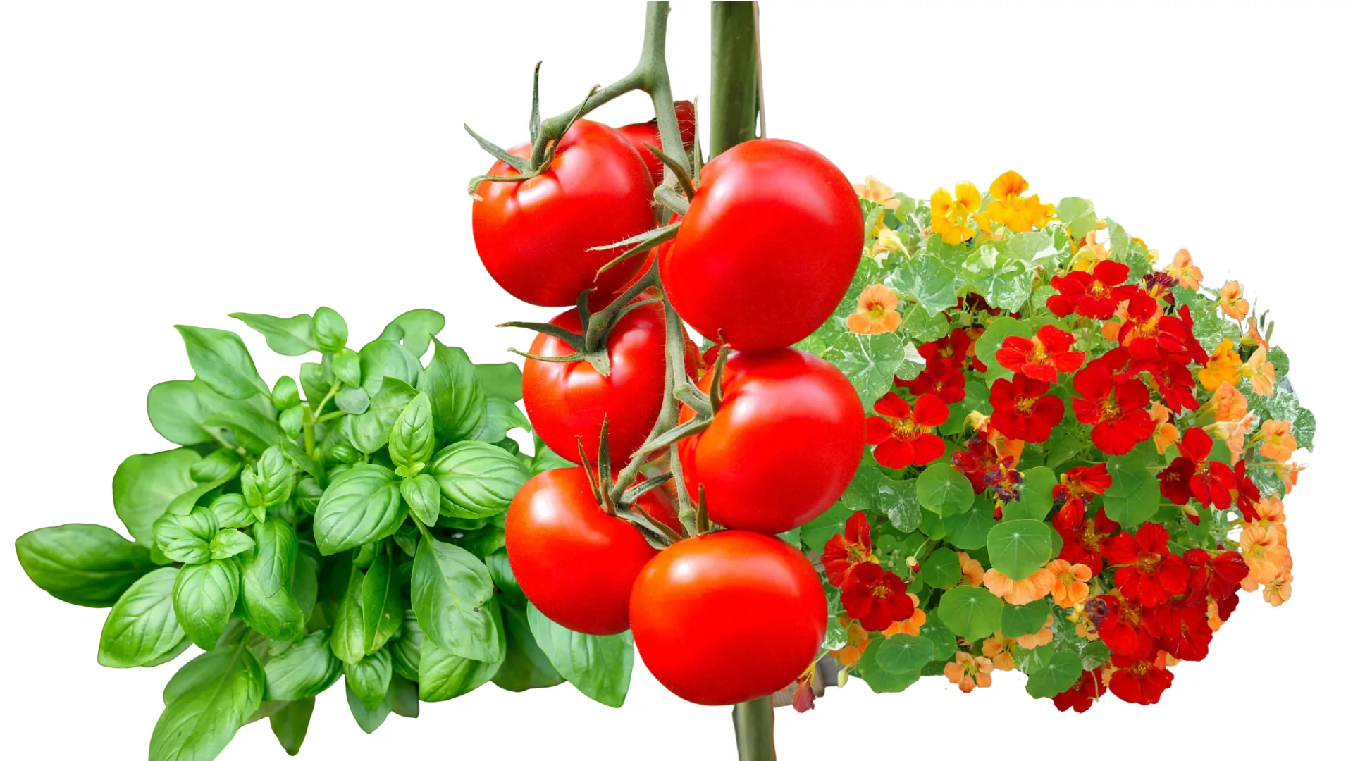 Tomatoes, Basil & Nasturtium
