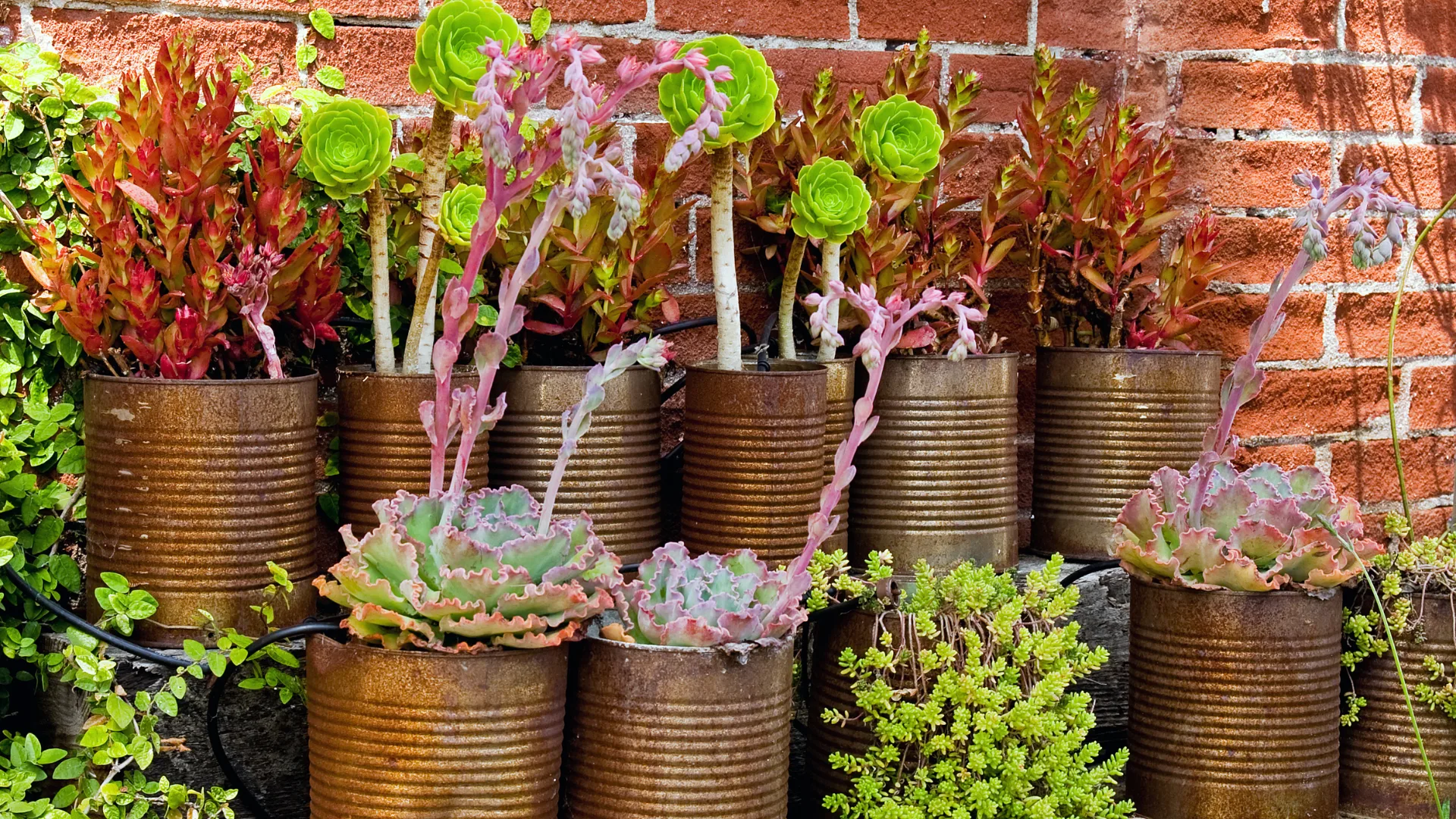 A variety of succulent plants in containers.