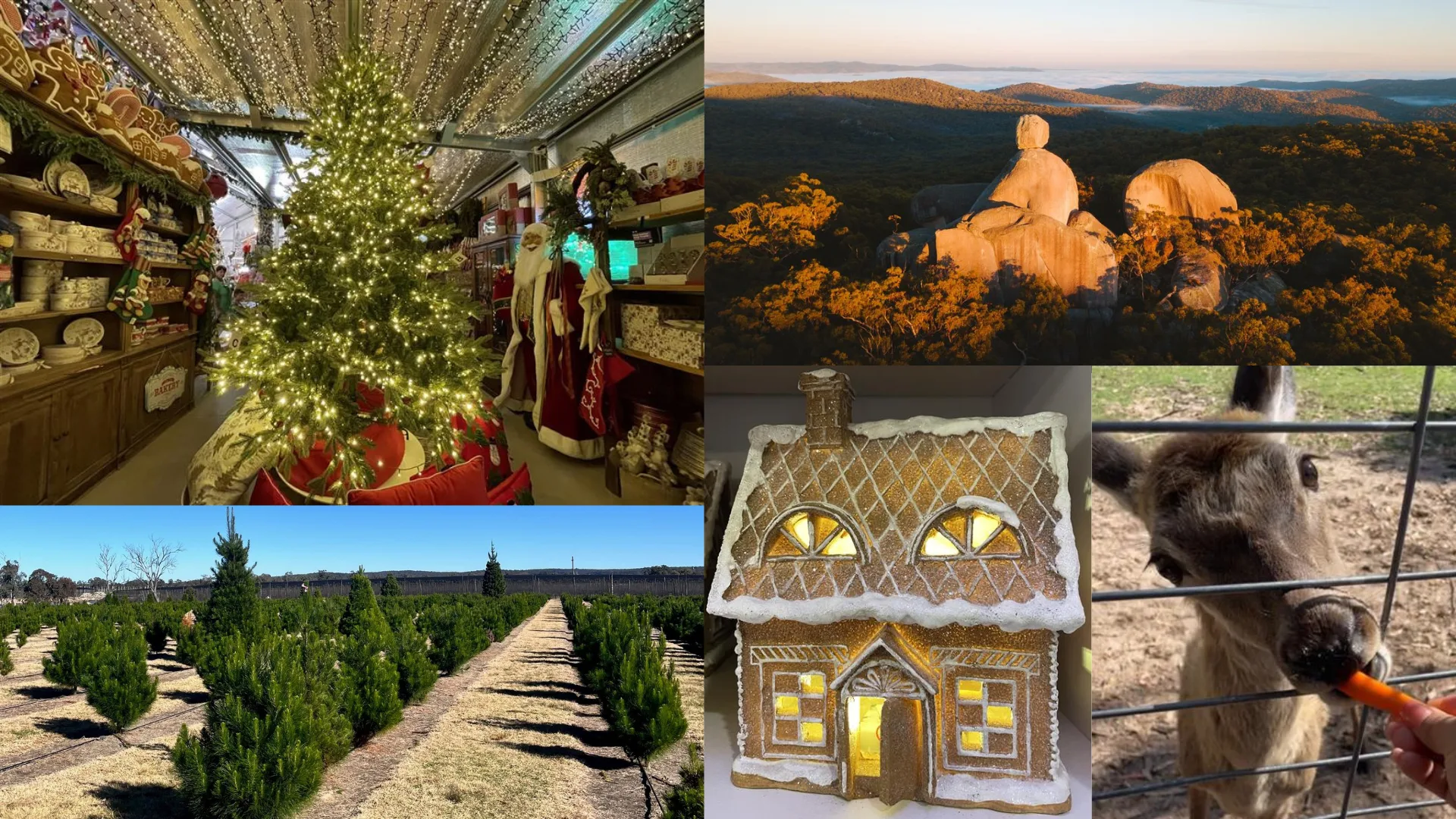 Granite Belt Christmas farm