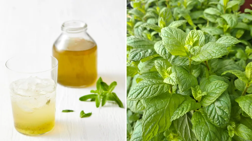 Mint Syrup