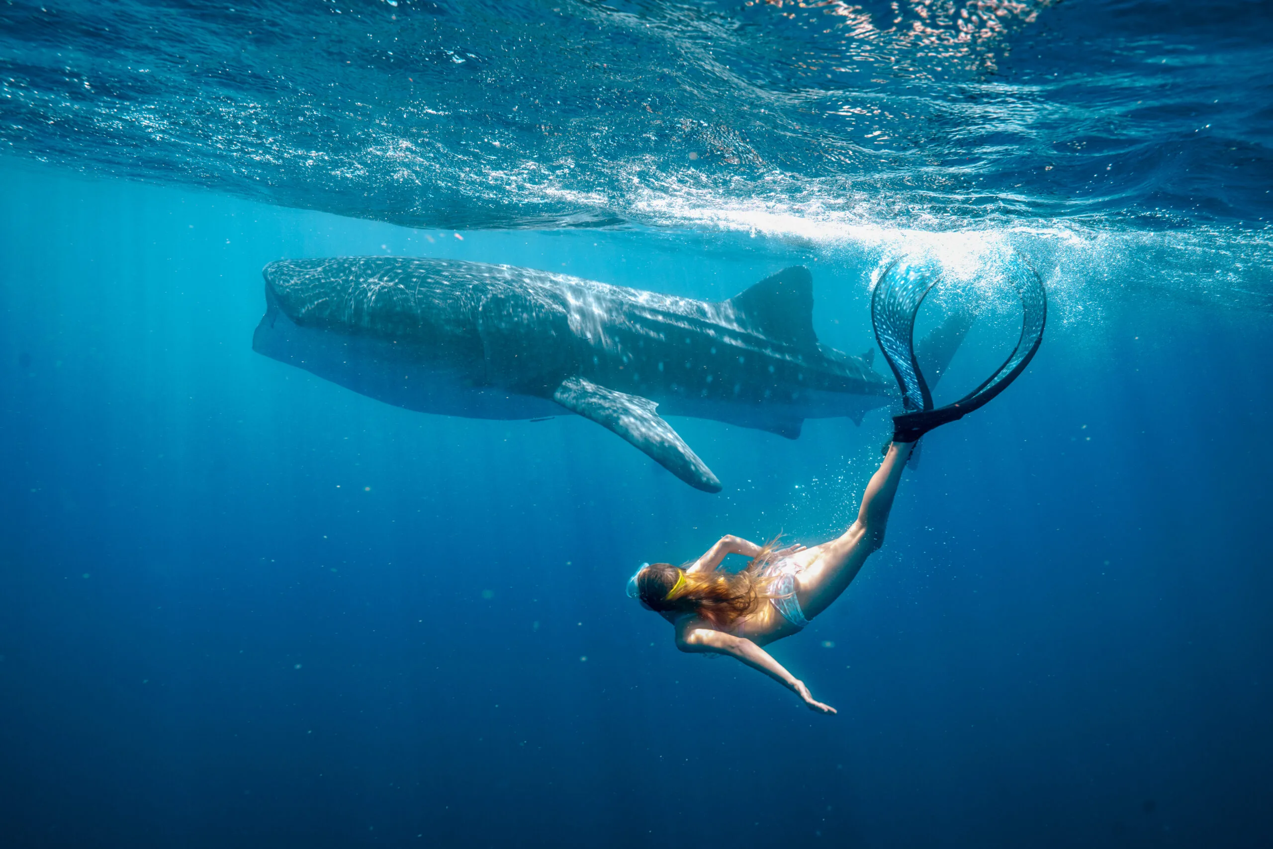 whale shark alyla browne