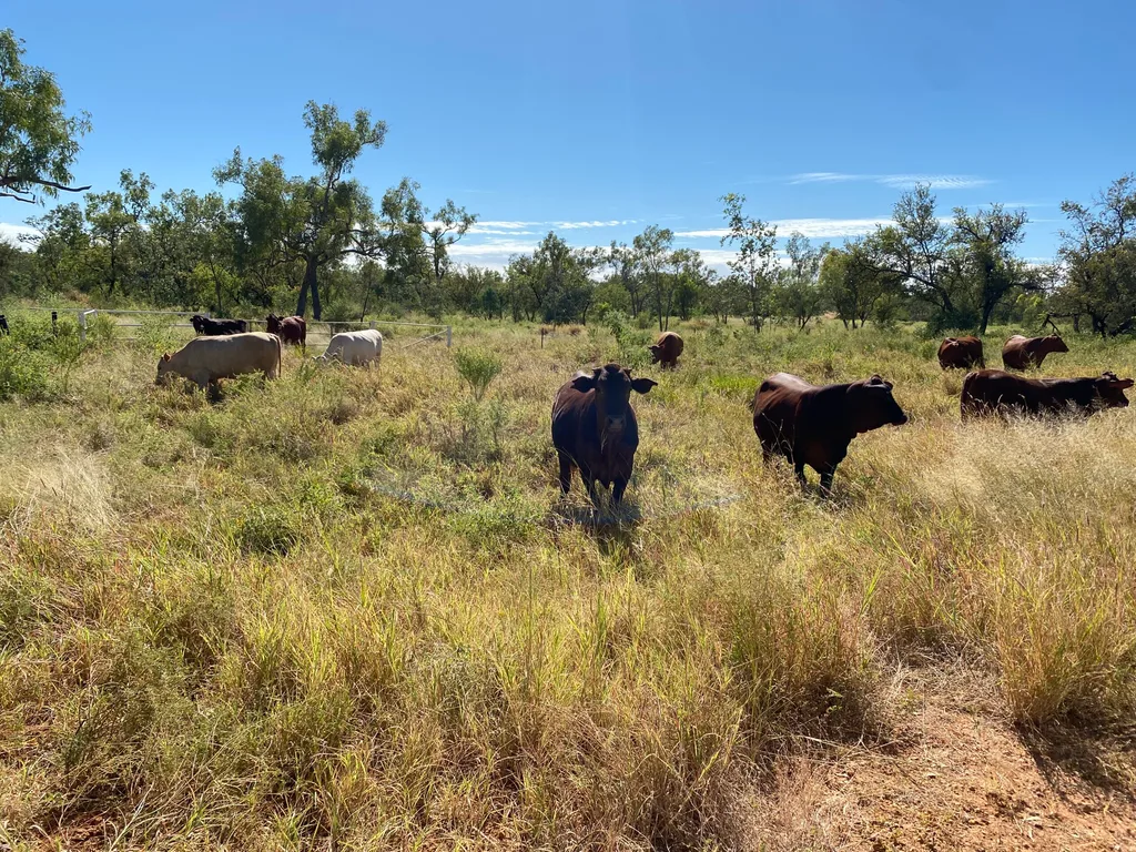 Cows Coolullah Station, Queensland
