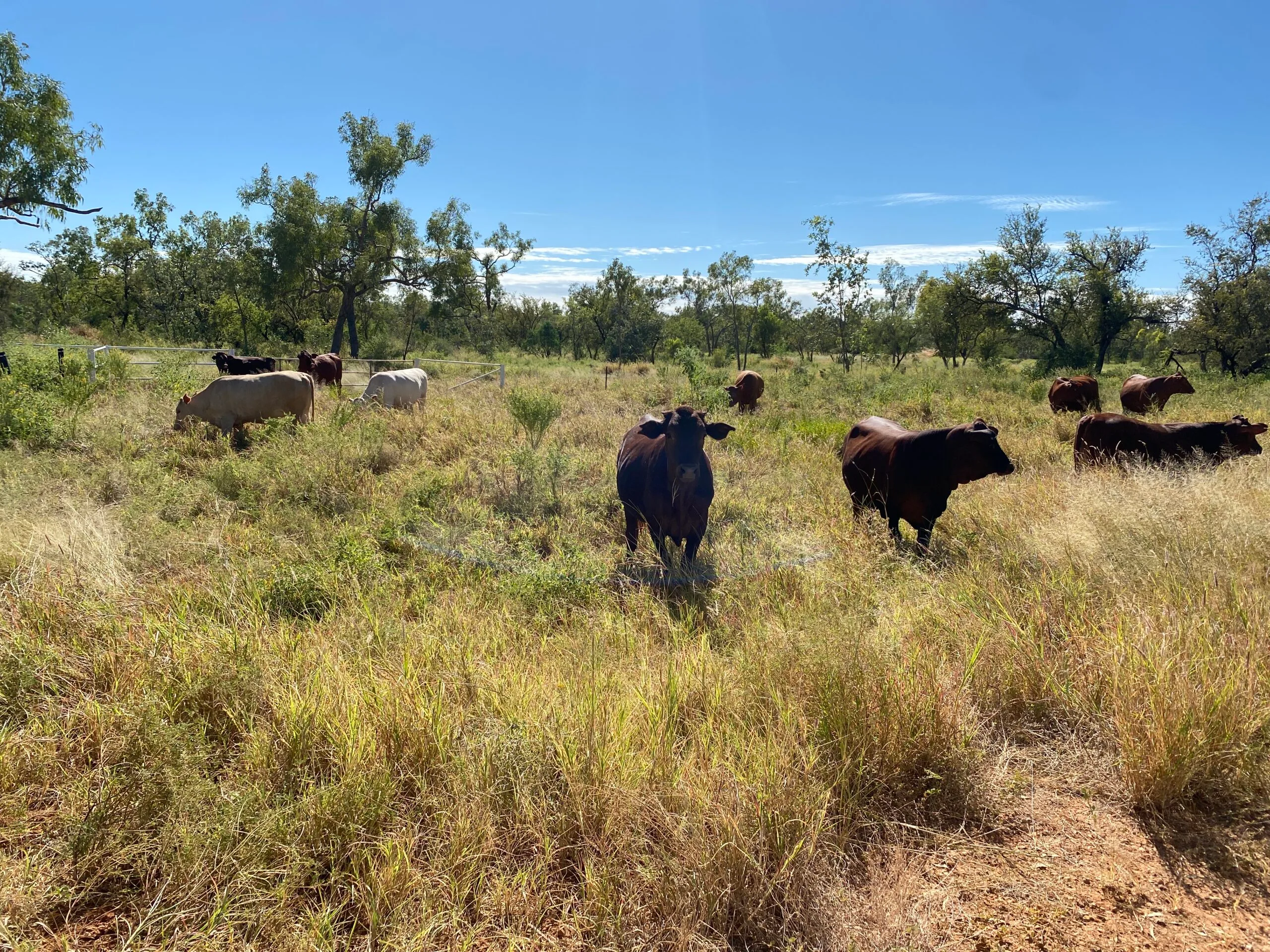 Cows Coolullah Station, Queensland 
