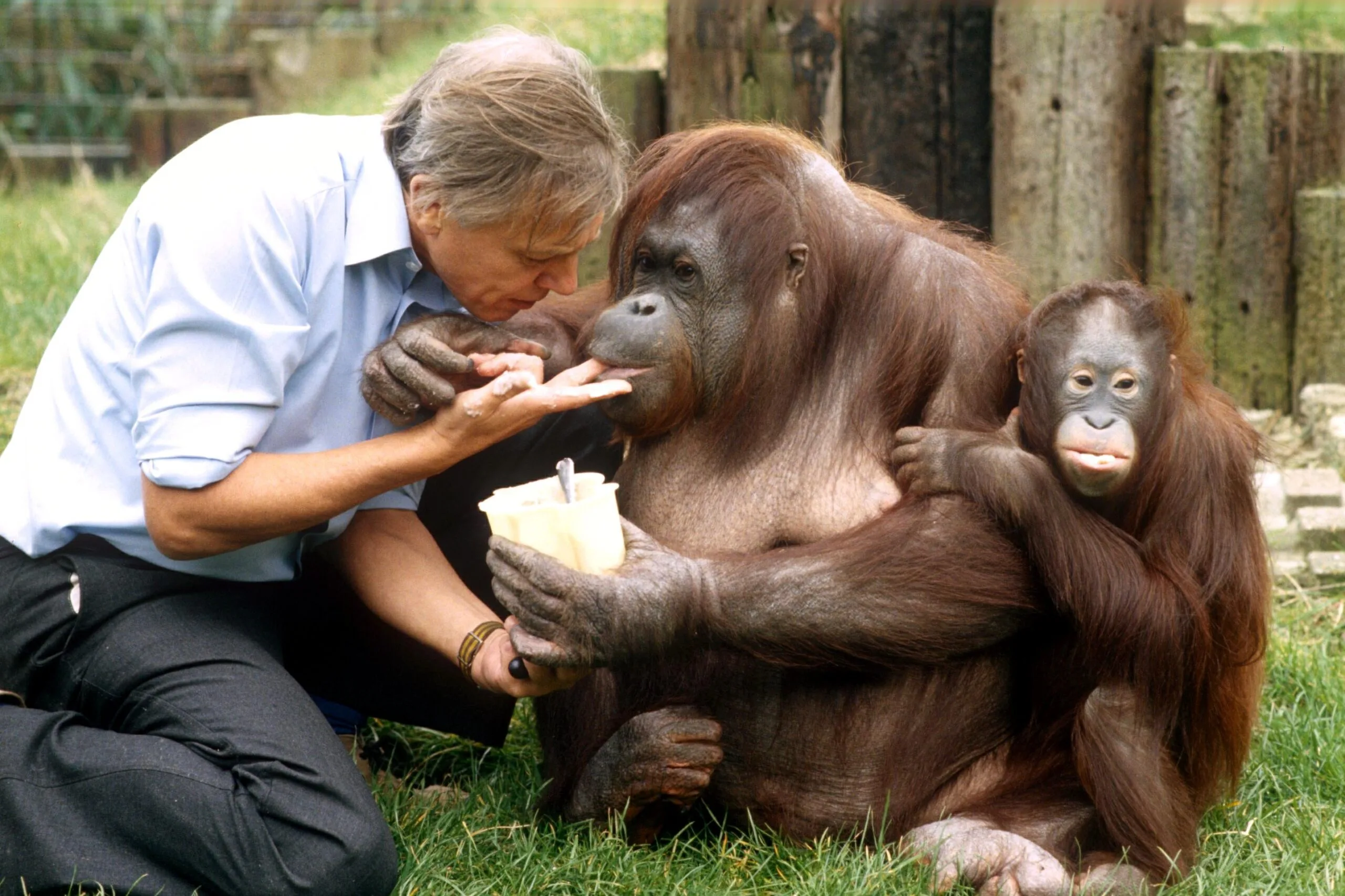 David Attenborough with orangutans