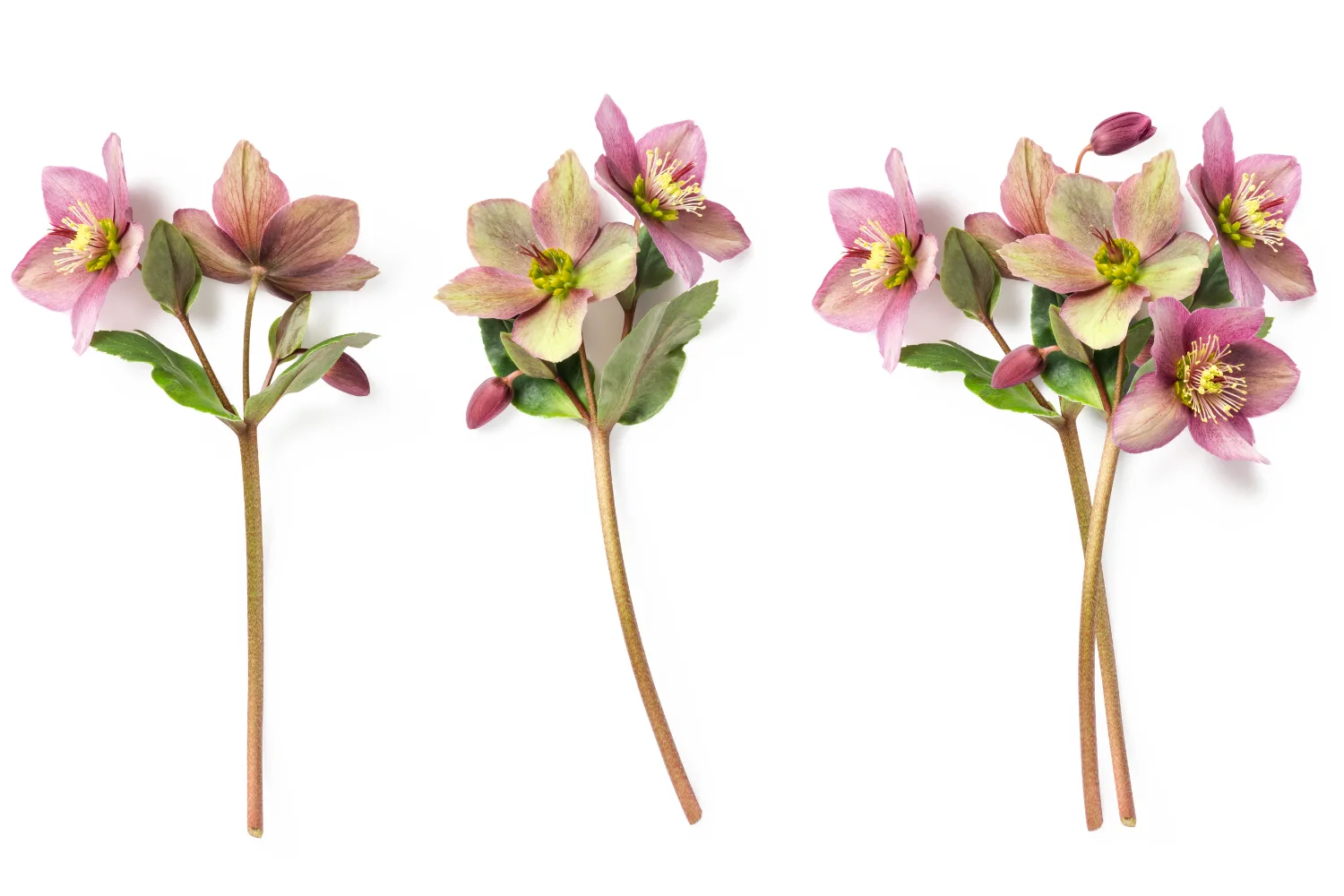Hellebores 