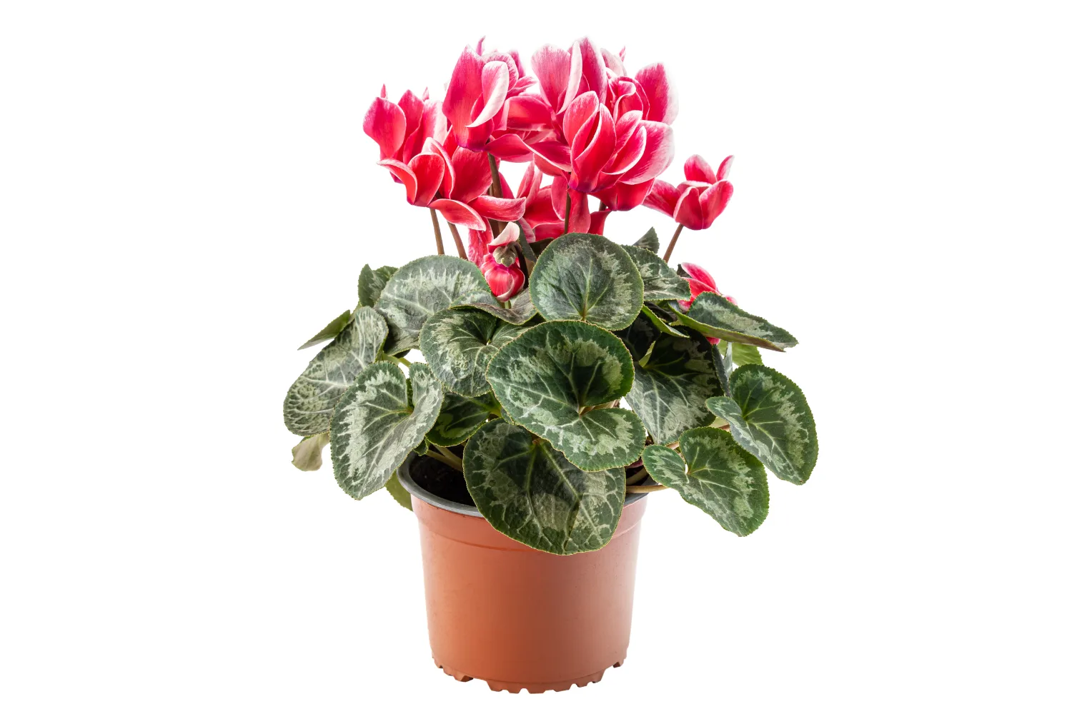 Cyclamen 