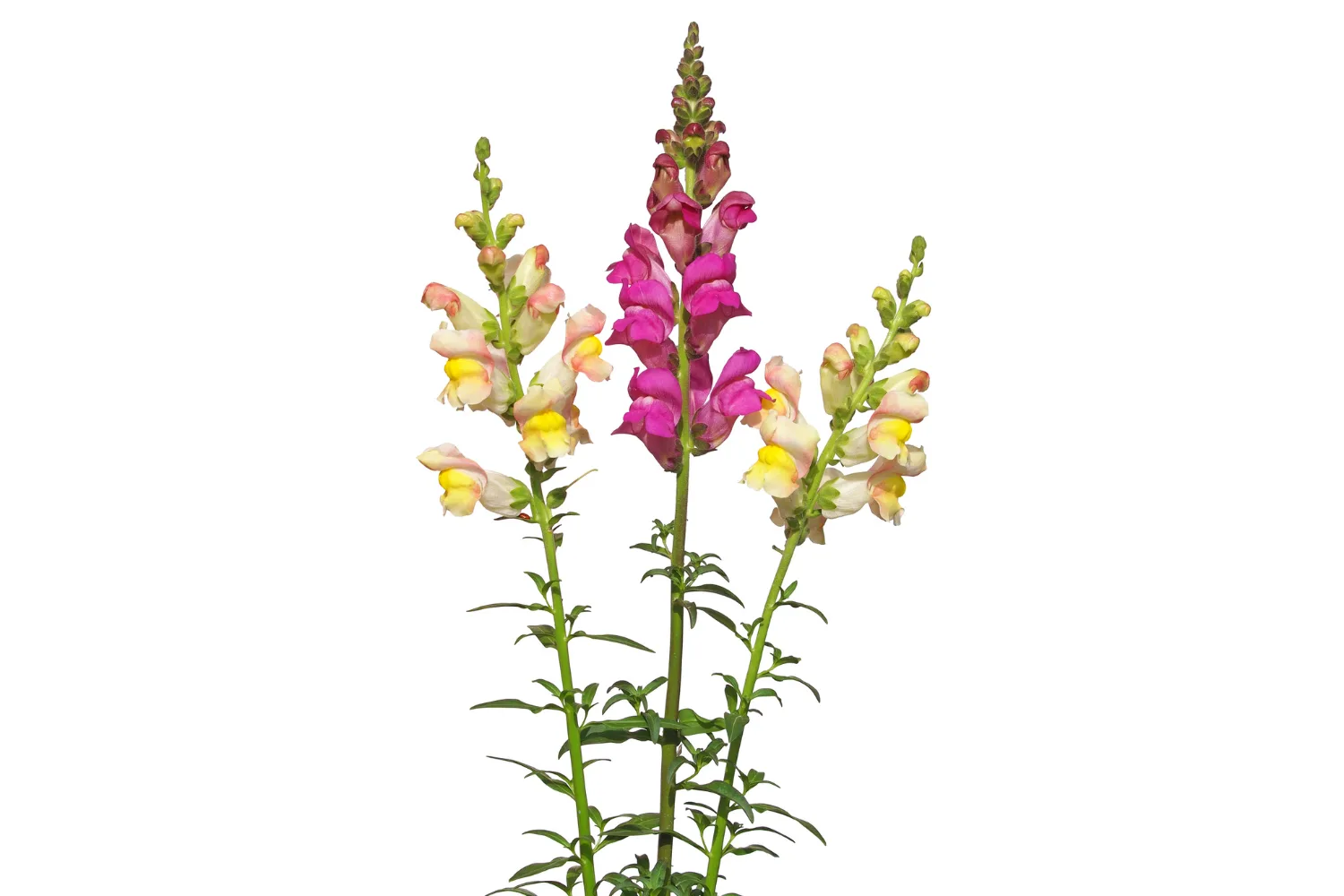 snapdragons 