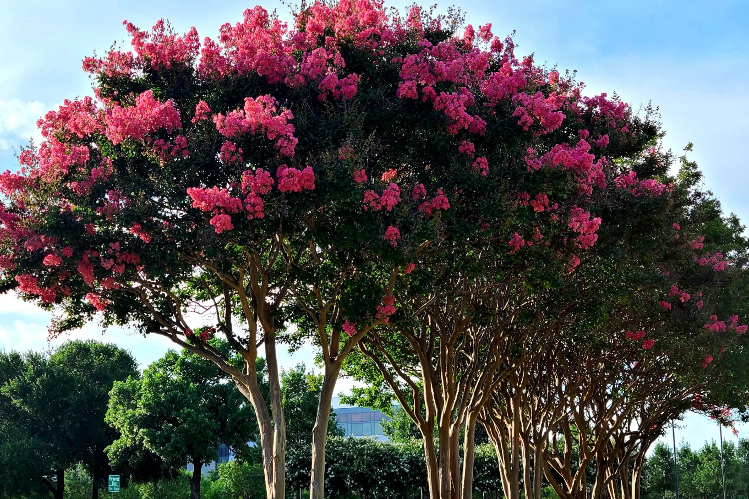 crepe myrtle tree 