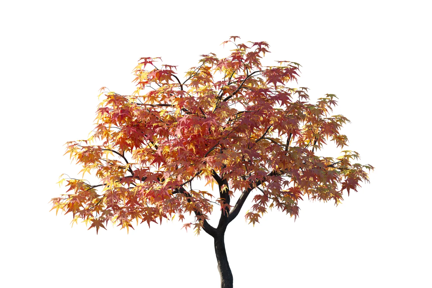 japanese maple tree 