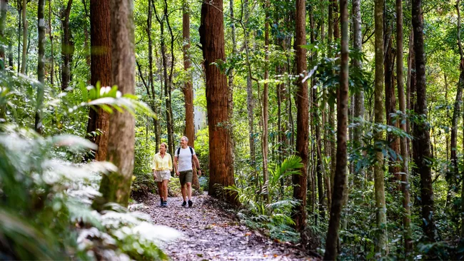 Rainforest hike Sunshine Coast