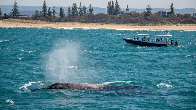 Whale watching Sunshine Coast